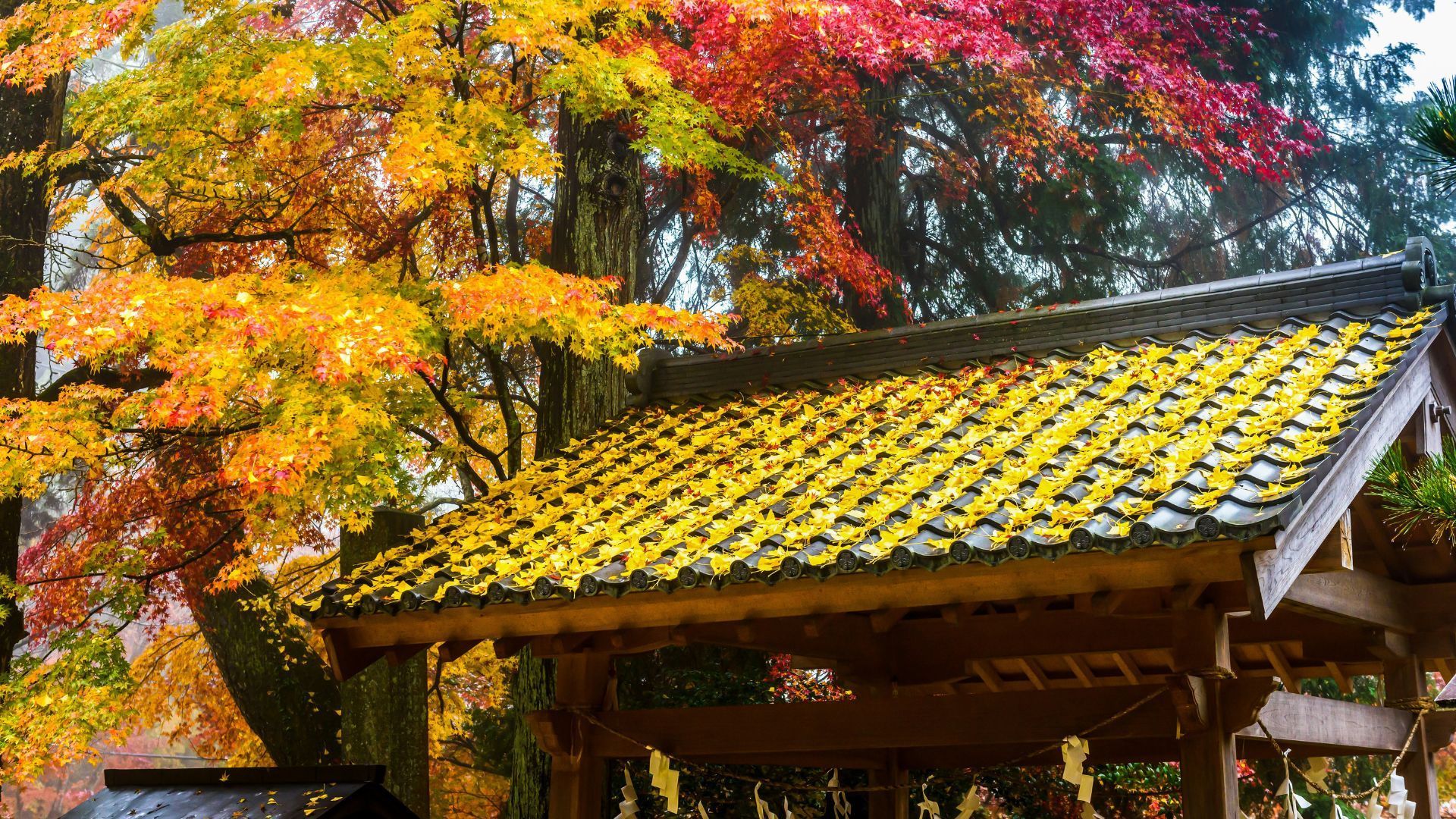 Autumn in Japan