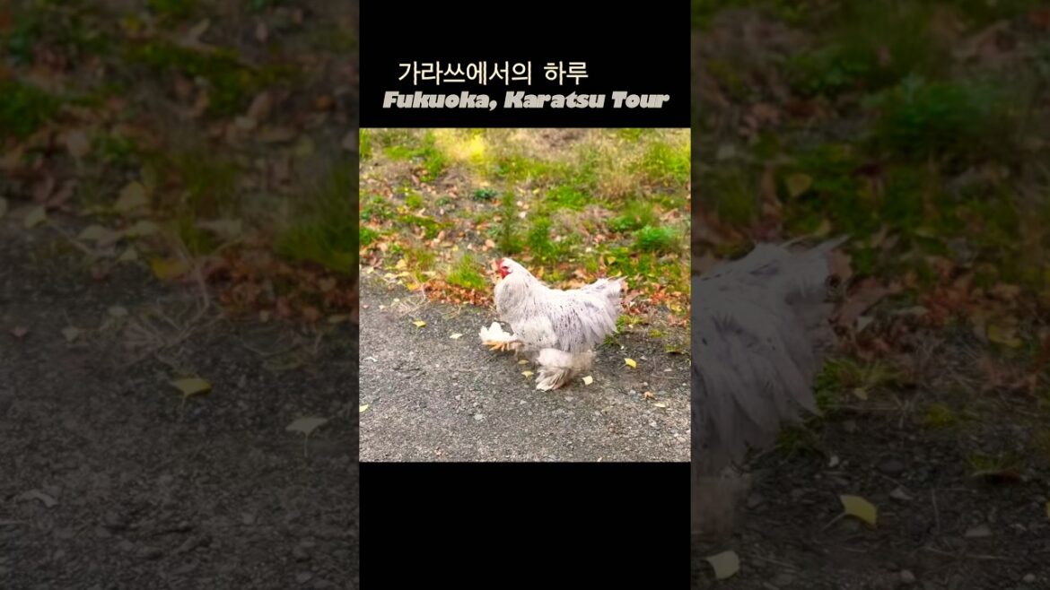 생각이 많을때 찾아가는 후쿠오카근교 가라쓰 생각이 많을때 찾아가는 후쿠오카근교 가라쓰