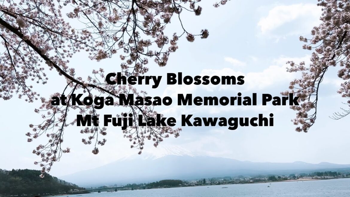 Cherry Blossoms at Koga Masao Memorial Park. Mount Fuji.