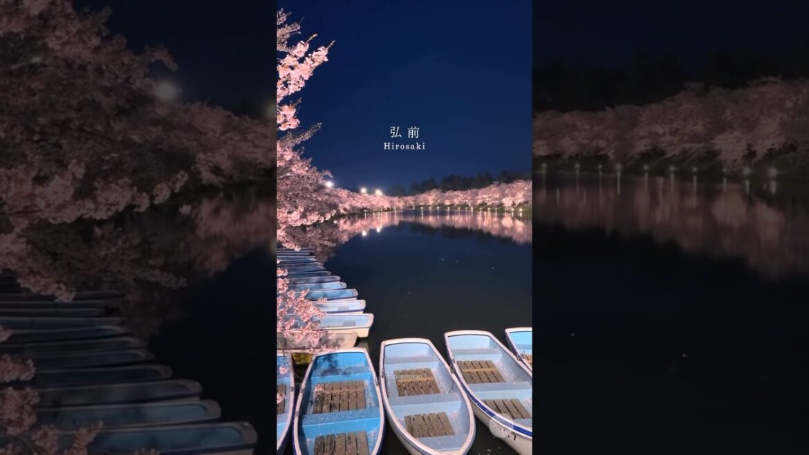 You Won’t Believe This Magical Sakura at Night! 🌸✨ #HirosakiPark #Sakura #JapanTravel #shorts
