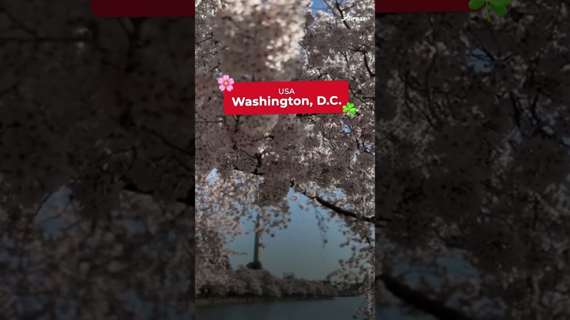 🌸 5 Beautiful Spring Destinations ✨