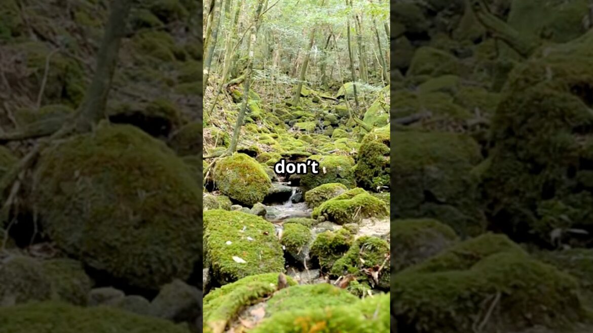 Yakushima Japan: The Magical Island You’ve Never Heard Of! 🌿🇯🇵 #travelshorts