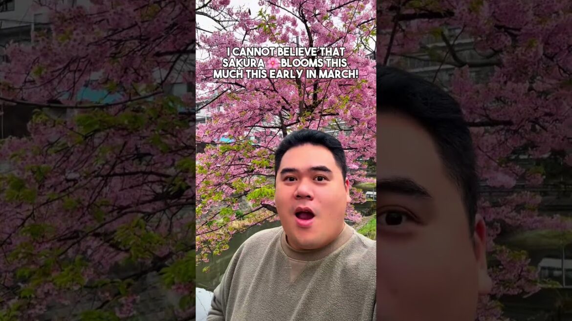 Now in mid March 2025 #sakura #cherryblossom are so #pink here #japan #travel #matsudo #tokyo #chiba