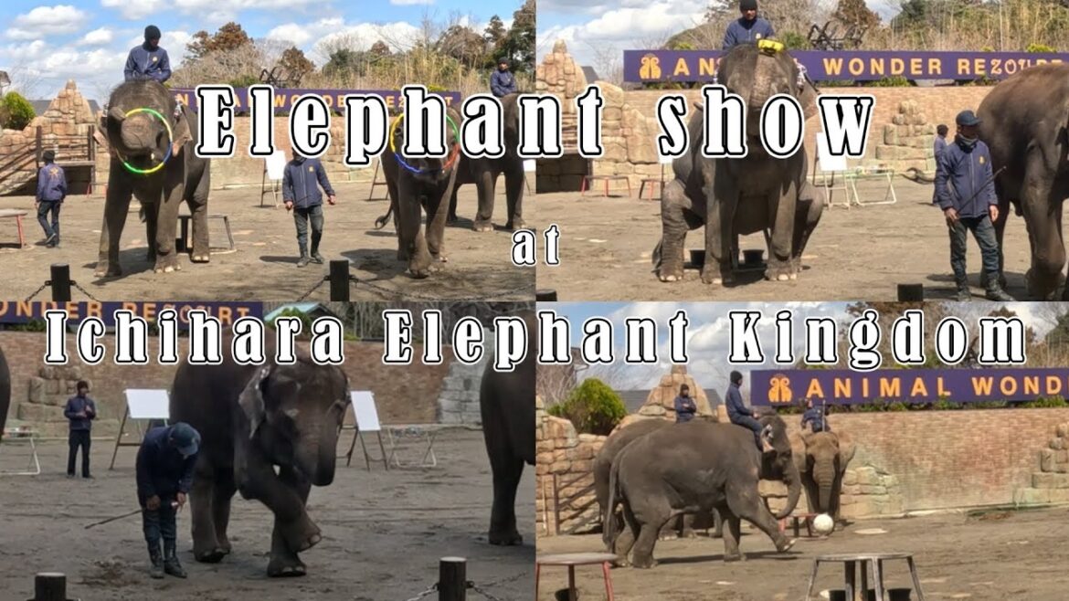 [Elephant show] Ichihara Elephant Kingdom