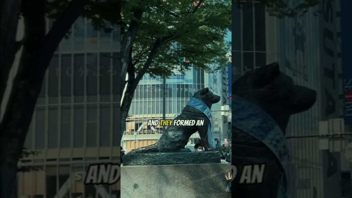 The Heartbreaking True Story of Hachikō 🐶❤️ #Shorts The Heartbreaking True Story of Hachikō 🐶❤️ #Shorts