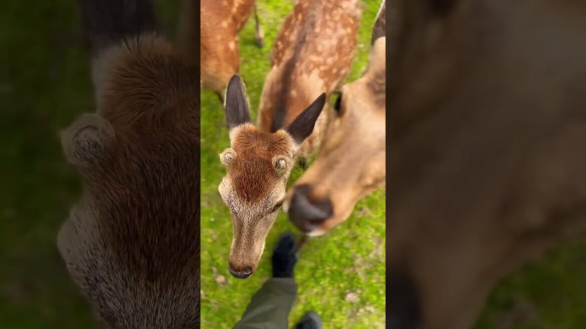Magic deer of Nara, Japan #travel #japan #cute