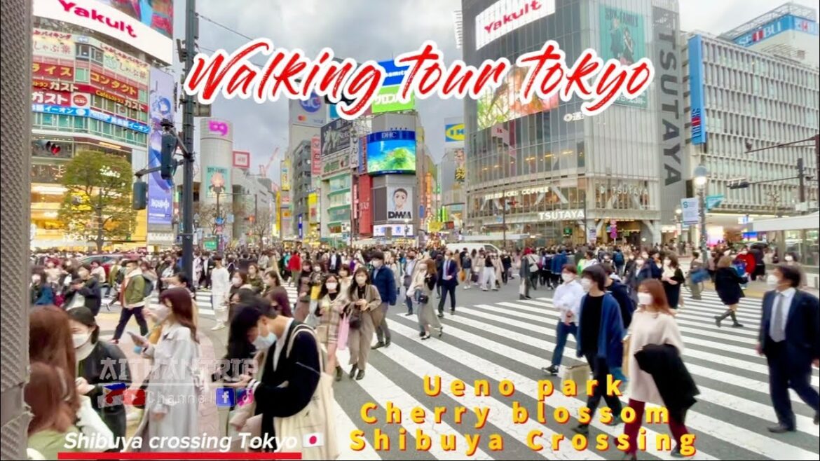 [4K] Walking tour in Tokyo | Ueno park Cherry Blossom | Travel to Tokyo by Train | Shibuya Crossing