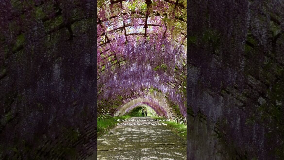 Kawachi Fujien Wisteria Garden Kawachi Fujien Wisteria Garden