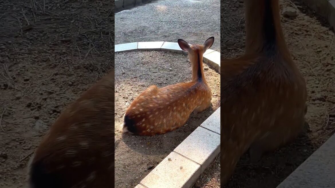 The Most Amazing Place in Japan (Nara)