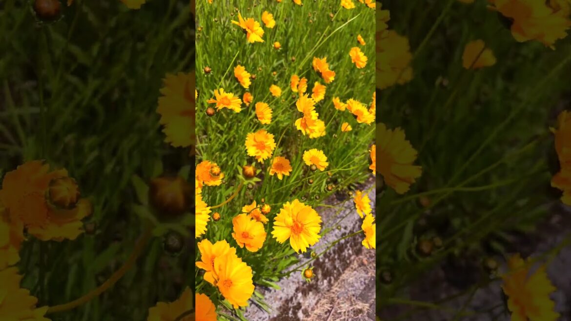 Japanese countryside: River Bank of The Minamata River, Nagano-cho, Minamata City, Kumamoto, Japan.