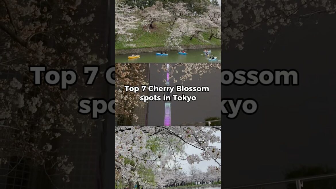 What cherry blossoms in Tokyo look like. 🌸 🇯🇵 #japantravel #sakura What cherry blossoms in Tokyo look like. 🌸 🇯🇵 #japantravel #sakura