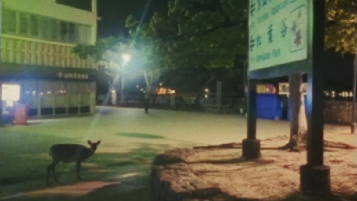 Walking Tour: Miyajima Island Nighttime Deerwalk – Itsukushima, Japan – May 4 2025 Walking Tour: Miyajima Island Nighttime Deerwalk - Itsukushima, Japan - May 4 2025