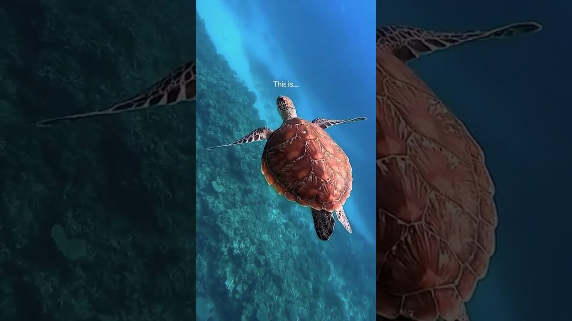 Japan-Okinawa 📍 Sea Turtle Paradise 🐢