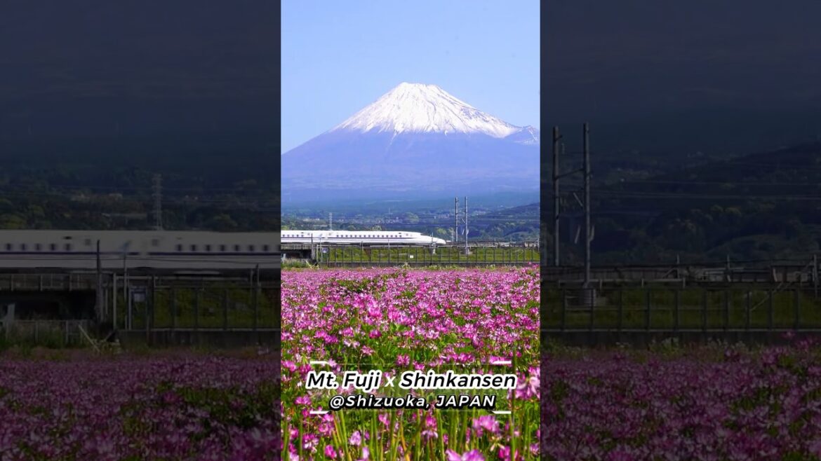 Beautiful Shizuoka (Mt. Fuji x Shinkansen)  #Shorts