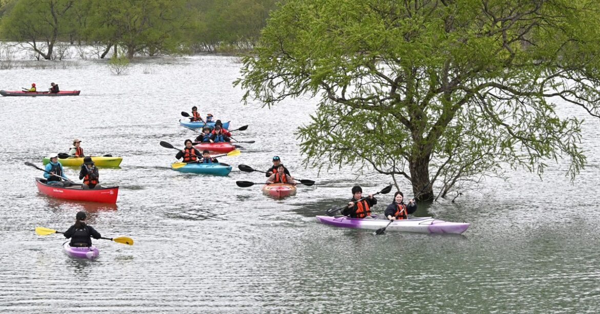 Easy Japanese news in translation: ‘Submerged forest’ appears in lake in Yamagata Prefecture Easy Japanese news in translation: 'Submerged forest' appears in lake in Yamagata Prefecture