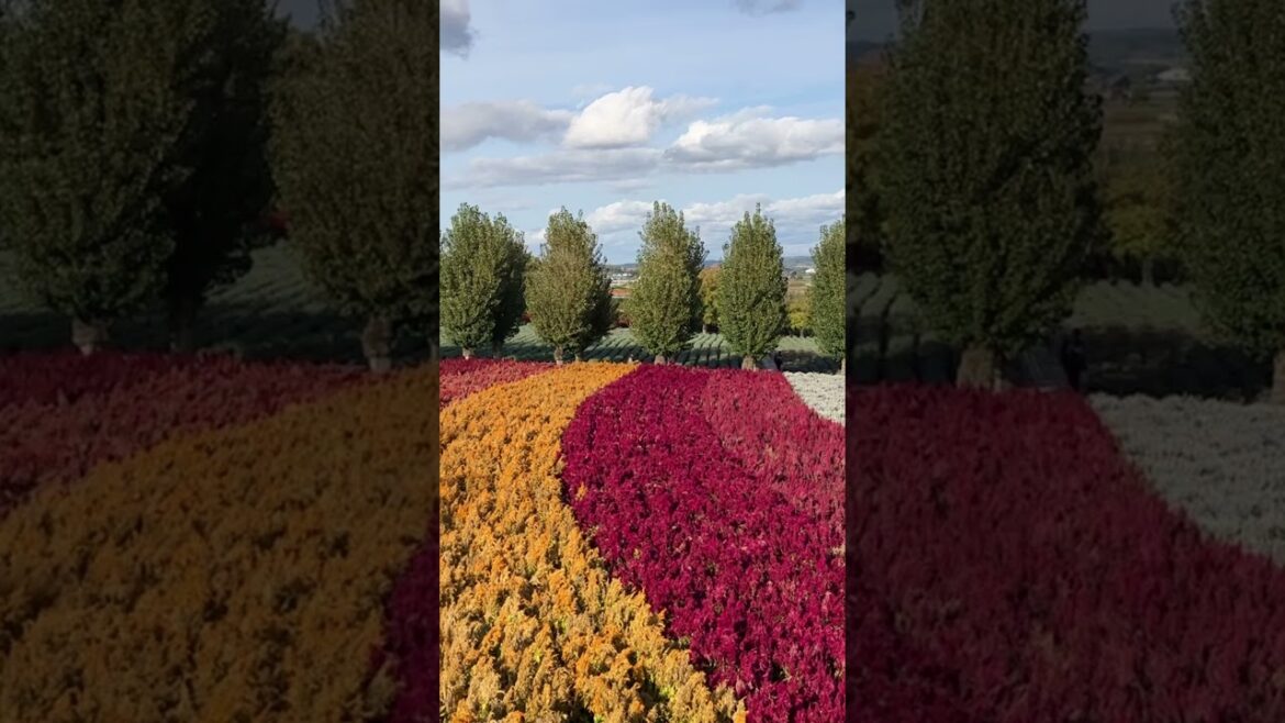 Furano (Hokkaido, Japan)