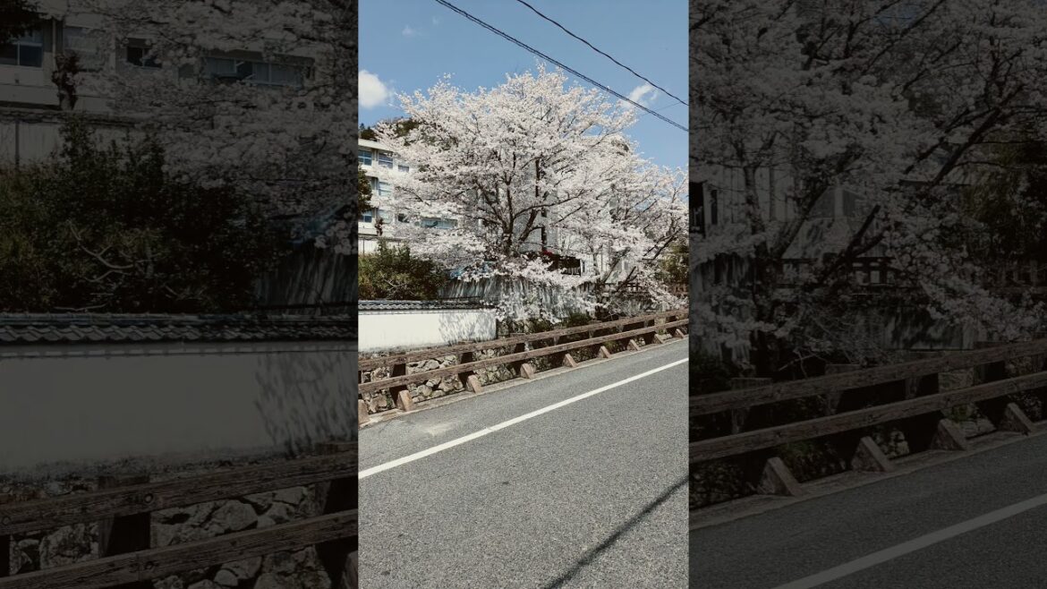 【備中松山城】#岡山　#日本　#城　#旅行　#歴史　#journey #travlel #trip #catsles #history #japan #tour #okayama #桜 #cherry