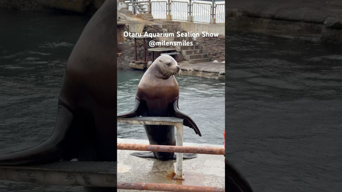 Adorable Sealion Show in Otaru, Hokkaido  Japan! #seaaquarium #japantravel #sealions Adorable Sealion Show in Otaru, Hokkaido  Japan! #seaaquarium #japantravel #sealions