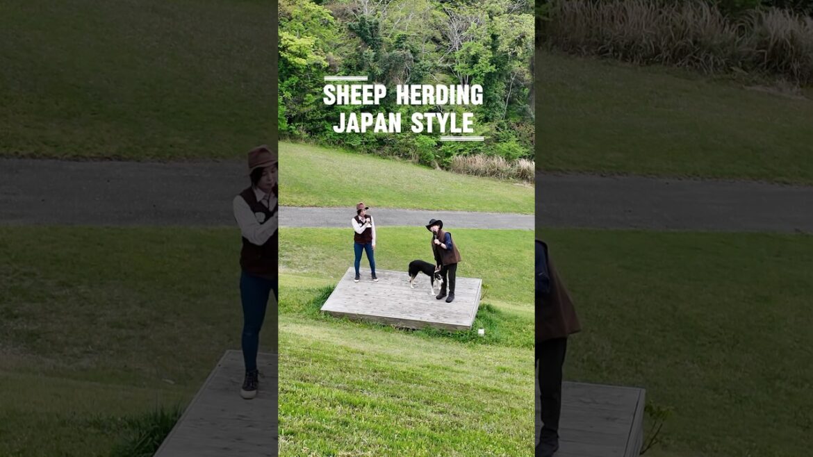 Sheep Herding at Mother Farm Sheep Herding at Mother Farm