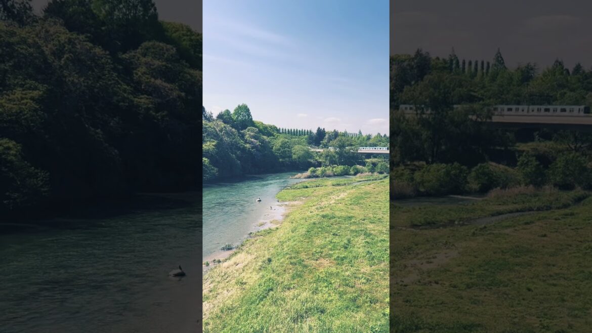 広瀬川の風景、夏の始まりの季節#東北#宮城県#仙台#広瀬川#カルガモ#電車#petit bonheur#japan #travel #SENDAI#shortsfeed#城下町風景#杜の都#仙台 広瀬川の風景、夏の始まりの季節#東北#宮城県#仙台#広瀬川#カルガモ#電車#petit bonheur#japan #travel #SENDAI#shortsfeed#城下町風景#杜の都#仙台