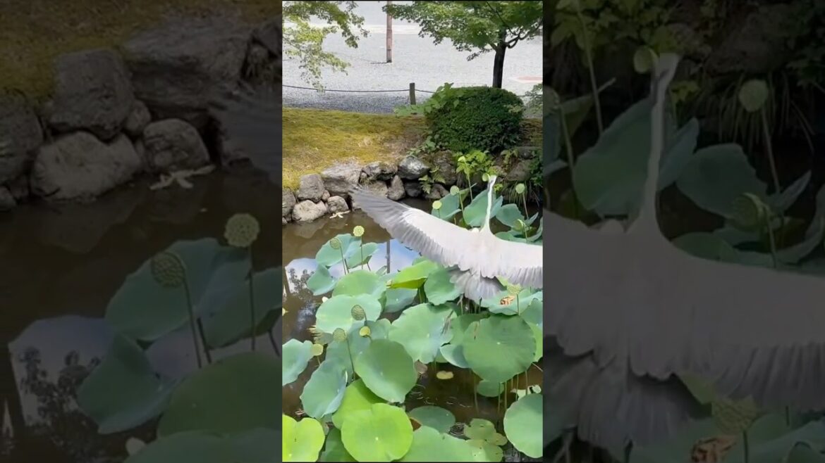 Quiet temple on the hills of Kyoto Quiet temple on the hills of Kyoto