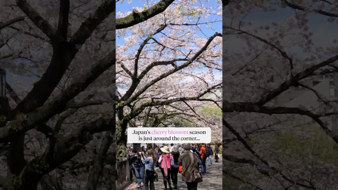 Experience Japan’s cherry blossom forecast for 2025 Experience Japan's cherry blossom forecast for 2025