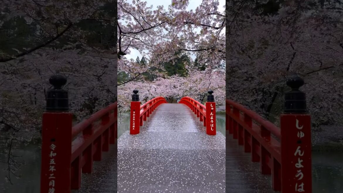 Cherry blossom 🌸 at Hirosaki park in Aomori