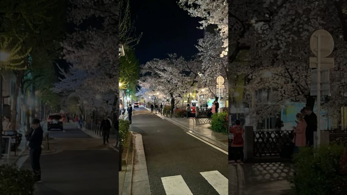Kyoto at Night during Cherry Blossom Season (Sakura) - Kyoto - Japan