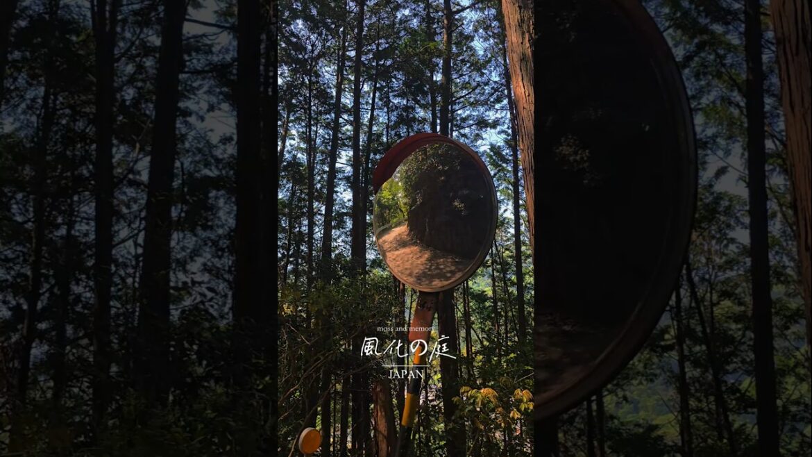 I didn’t mean to find THIS in Kyoto..:moss and memory I didn't mean to find THIS in Kyoto..:moss and memory