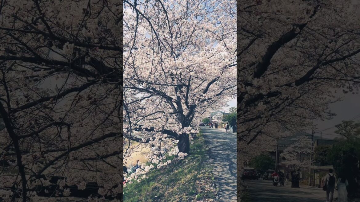 【KYOTO】 Must-See Hidden Gems - Nagaragi Street