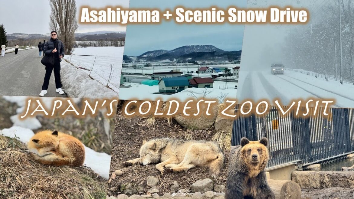 Japan’s Coldest Zoo Visit 🥶 | Asahiyama + Scenic Snow Drive Japan’s Coldest Zoo Visit 🥶 | Asahiyama + Scenic Snow Drive