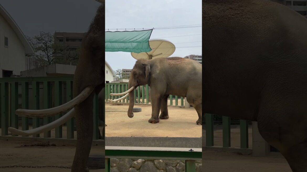 【KOBE】Must-See Tourist Attraction – Kobe Oji Zoo Elephant 【KOBE】Must-See Tourist Attraction - Kobe Oji Zoo Elephant