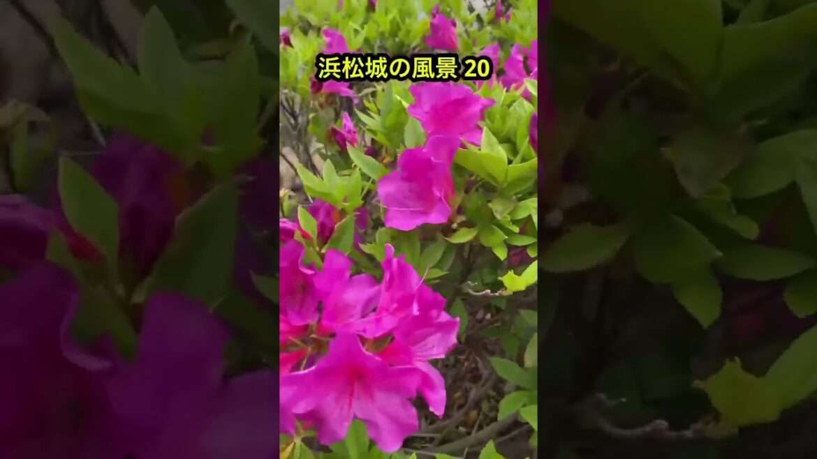 浜松城の景色20 #浜松城 #旅行 #hamamatsucastle #日本 #自然 #japan #癒し #歴史 #観光