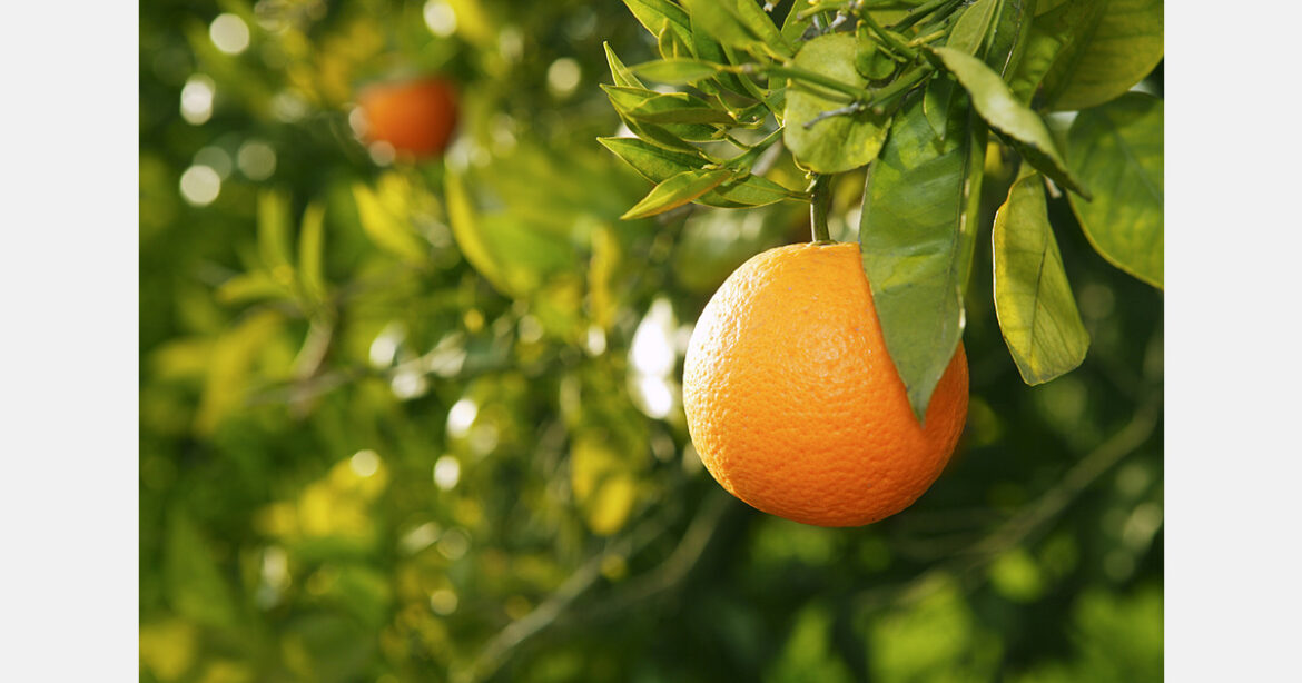 Australia captures 27% of Japan’s citrus import market
