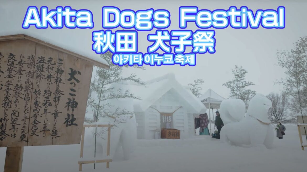 4K 【2025 Akita Yuzawa Dogs Festival 】 Walk & Explore the Snowy Doggy Extravaganza! Akita’s Winter