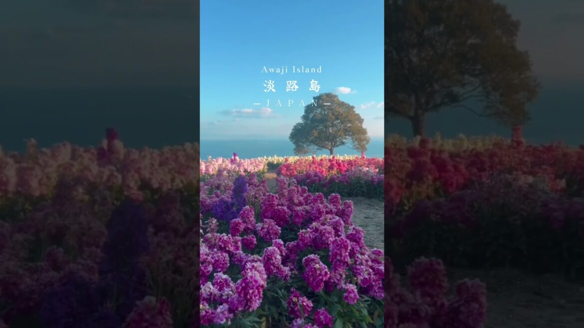 🇯🇵 Flower fields by the coast 🌻🌷🌻🌷 #shorts