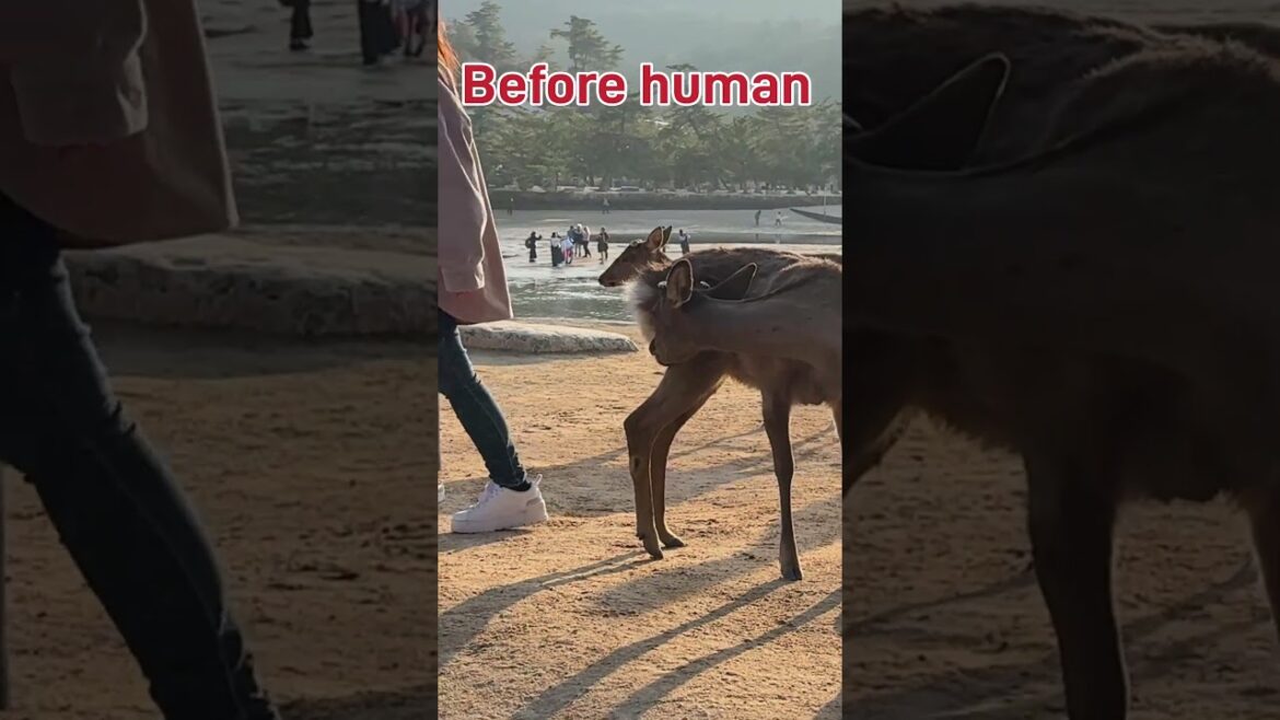 Miyajima ! One of the must see spots in Japan #miyajima #hiroshima#宮島