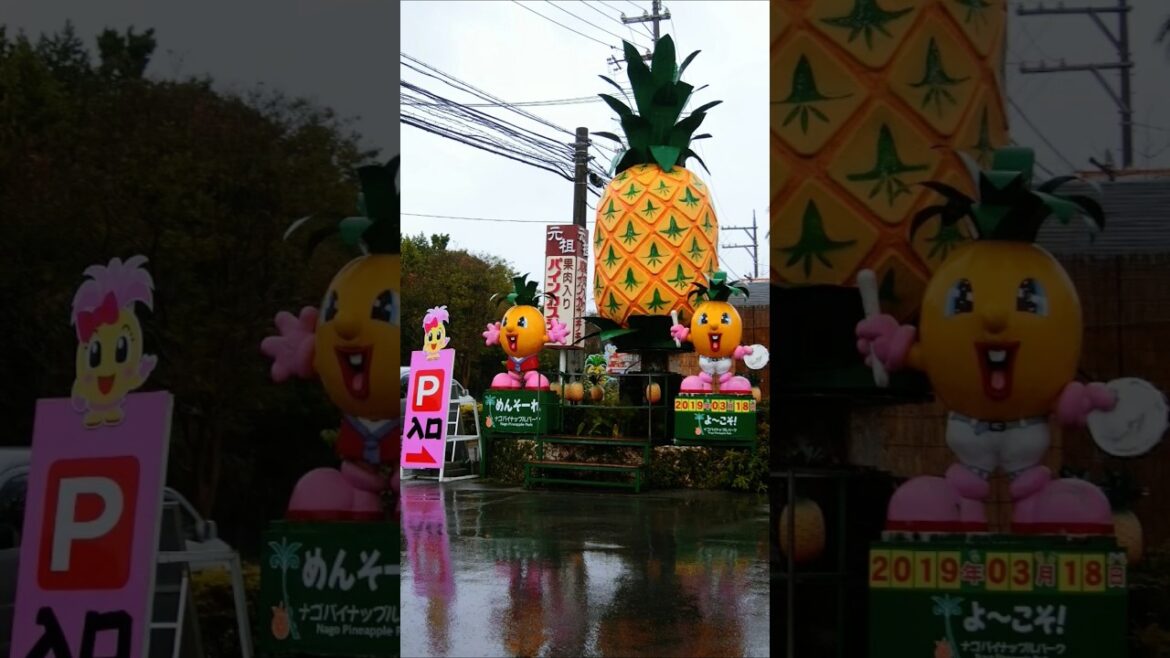 【沖繩景點】名護鳳梨園  好多空氣鳳梨 沖繩必去的可愛景點 #おきなわ