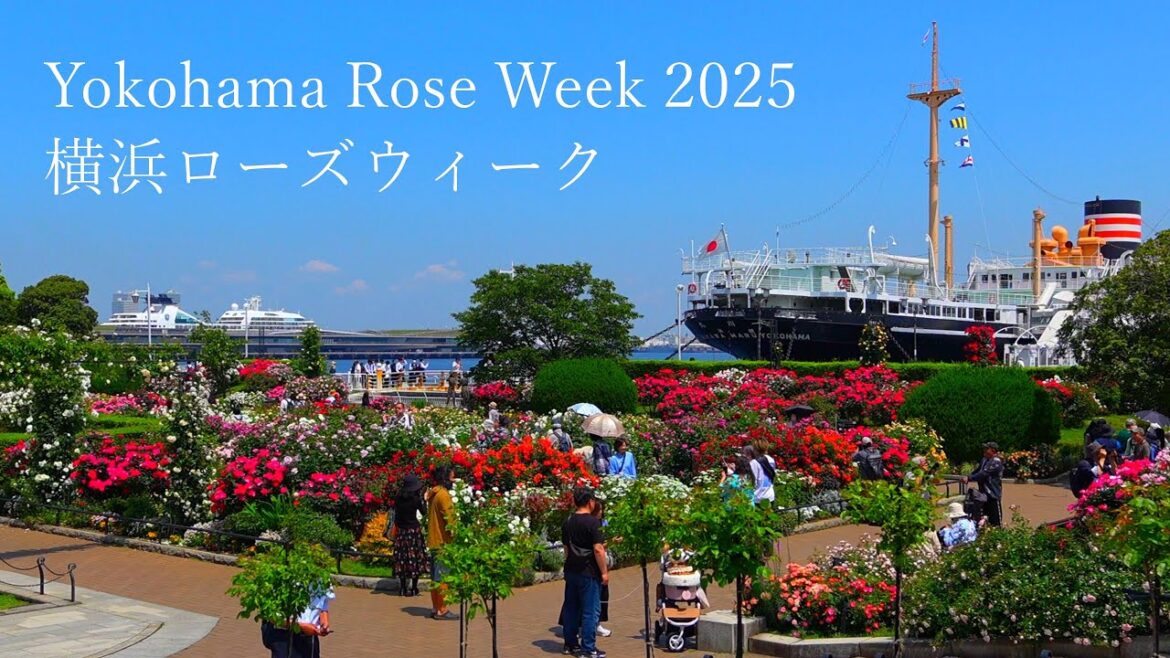 【Yokohama Rose Week 2025】Yamashita Park, Harbor View Park, and other locations 【Yokohama Rose Week 2025】Yamashita Park, Harbor View Park, and other locations