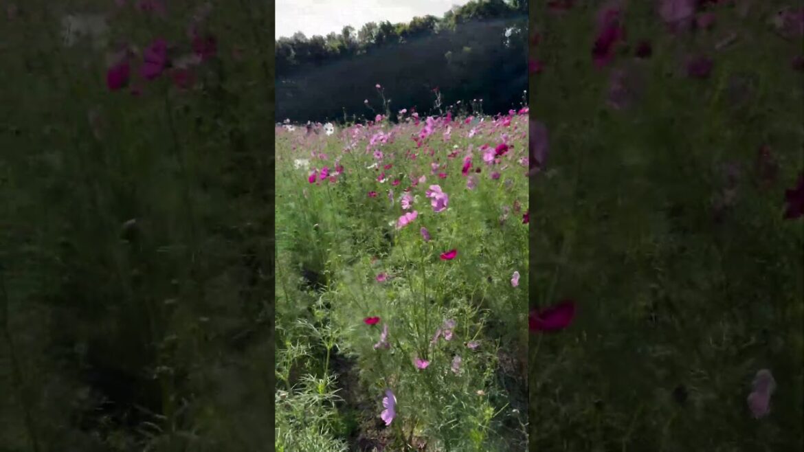 【OSAKA】Must-See Beautiful Flower Spot - Osaka Expo Commemorative Park