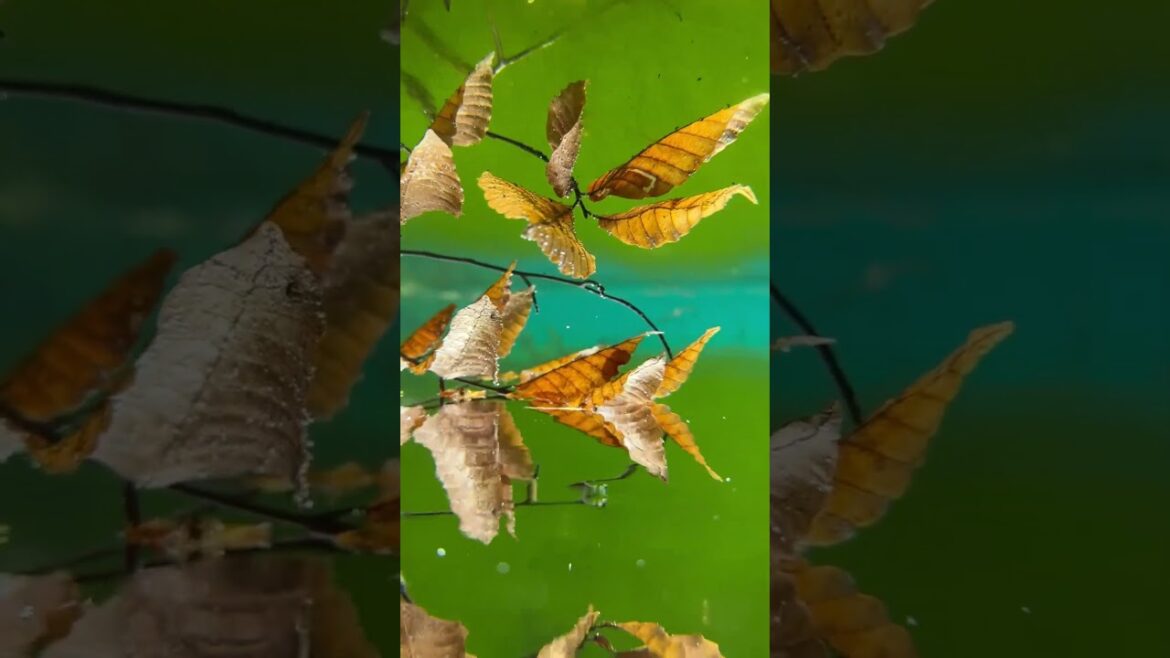 美しすぎる日本の湧き水#japan #travel #新潟