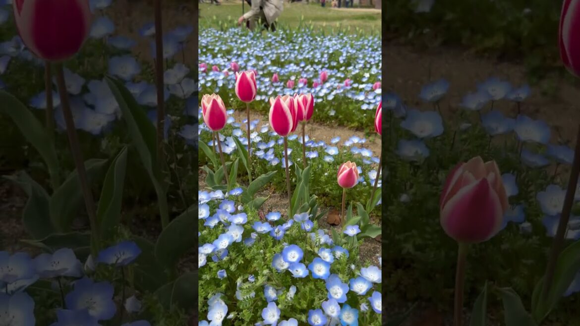 【OSAKA】Must-See Flower Spot - Osaka Expo Commemorative Park