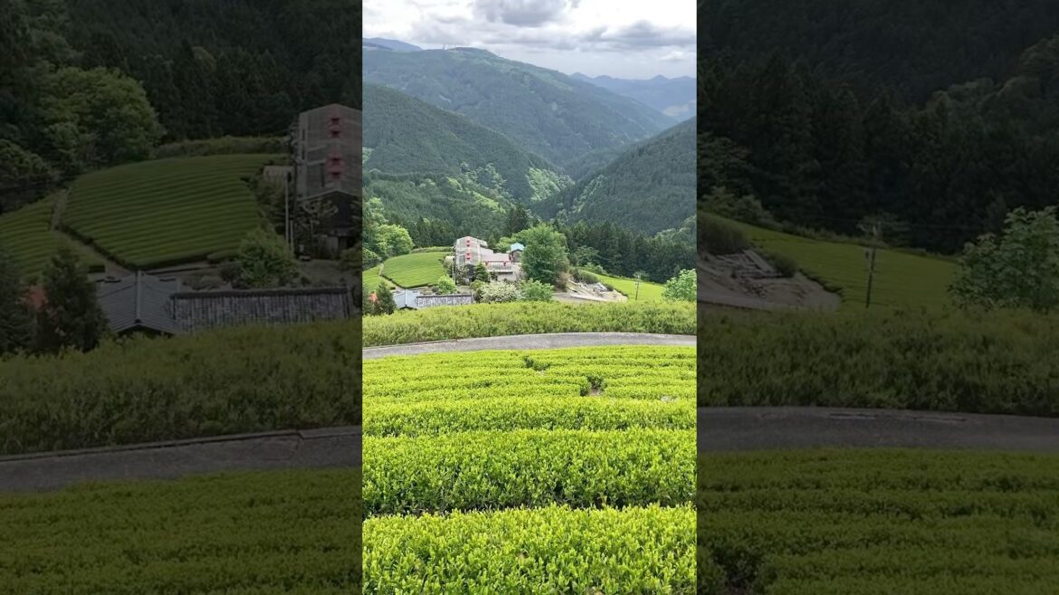 【日本茶畑百景】静岡市葵区大間(標高770m) 【日本茶畑百景】静岡市葵区大間(標高770m)