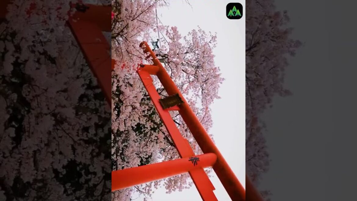 This Is What Japan Really Looks Like đŻđ”âš | #travelgoals #japan #japanesefood #japaneseculture #yts This Is What Japan Really Looks Like đŻđ”âš | #travelgoals #japan #japanesefood #japaneseculture #yts