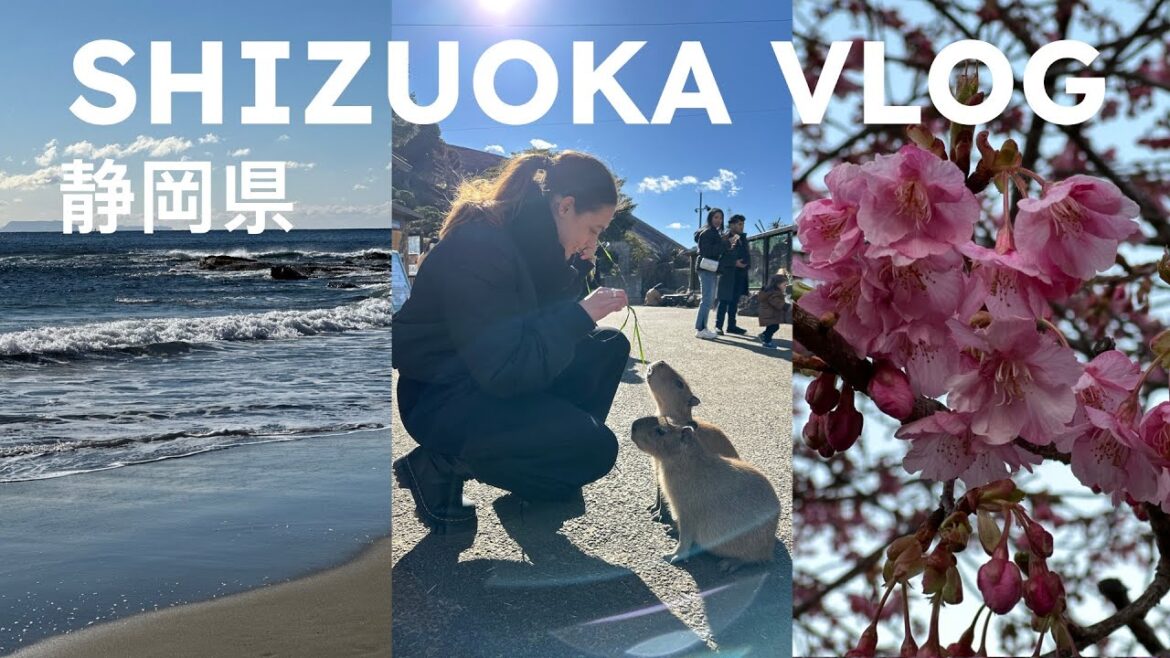 Shizuoka vlog 🇯🇵🌸・early blooming cherry blossoms?! capybara onsen and the most beautiful mountain