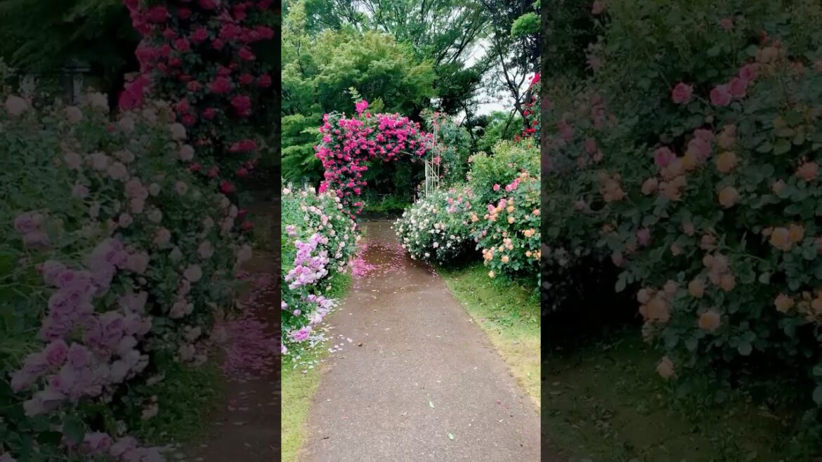 Keisei Rose Garden: A Natural Symphony of Colors and Fragrance#japan #travel #chiba #keisei #rose