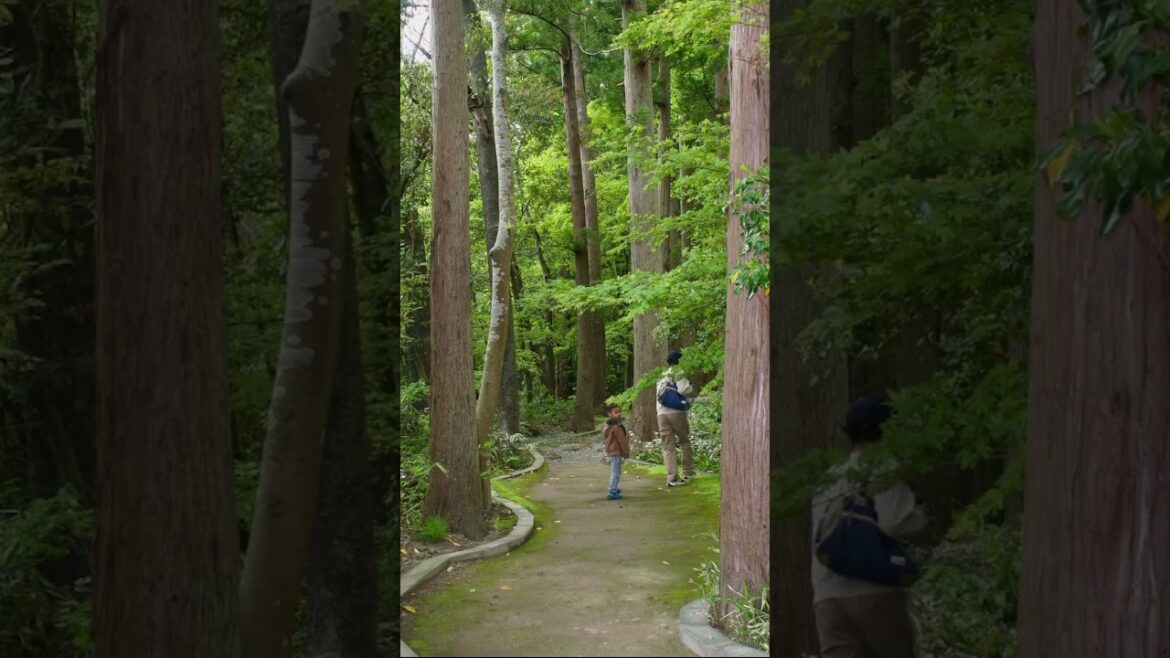 Postcards from Yahiko Shrine. ❤️⛩️ Postcards from Yahiko Shrine. ❤️⛩️