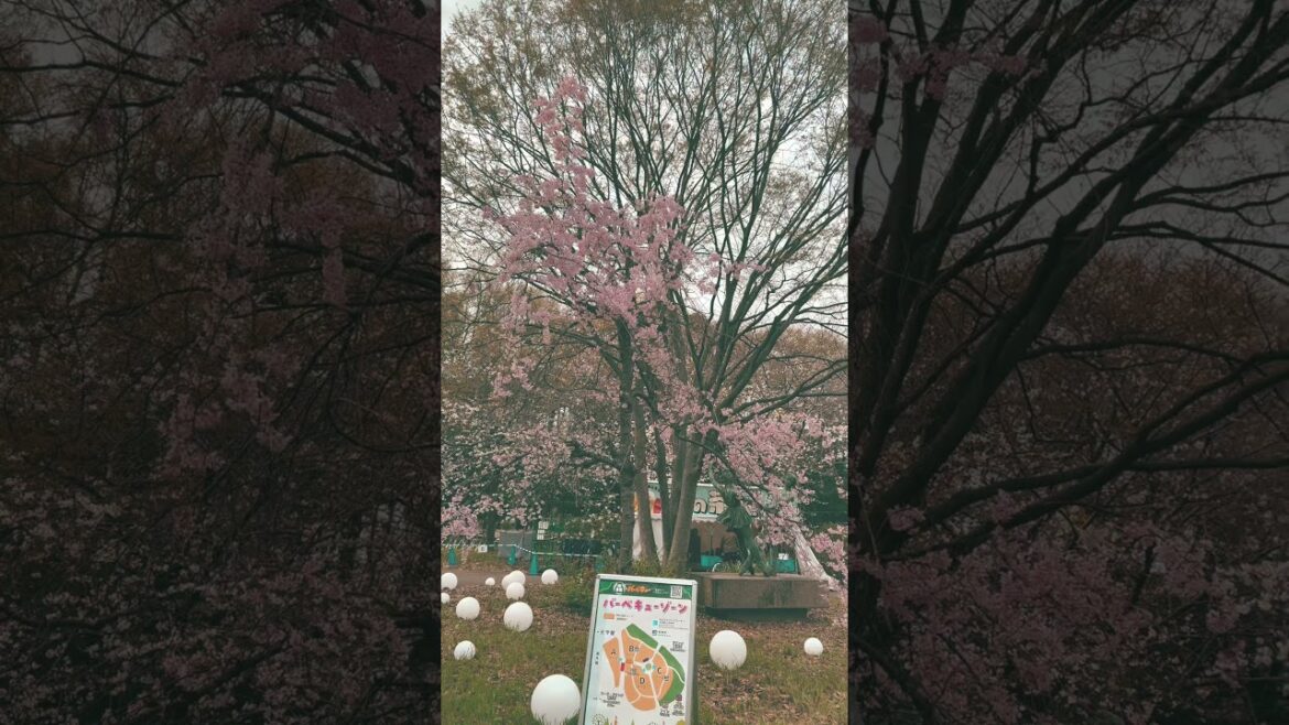 【OSAKA】Must-See Spring Cherry Blossom Spot – Osaka Castle Park 【OSAKA】Must-See Spring Cherry Blossom Spot - Osaka Castle Park