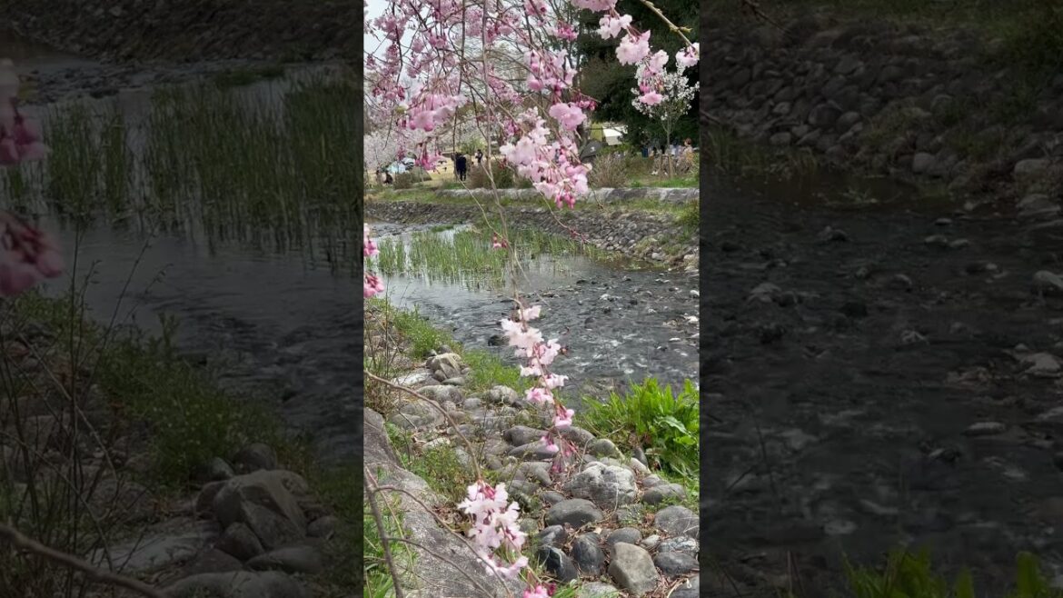 【OSAKA】Must-See Spring Cherry Blossom Spot - Expo Commemorative Park