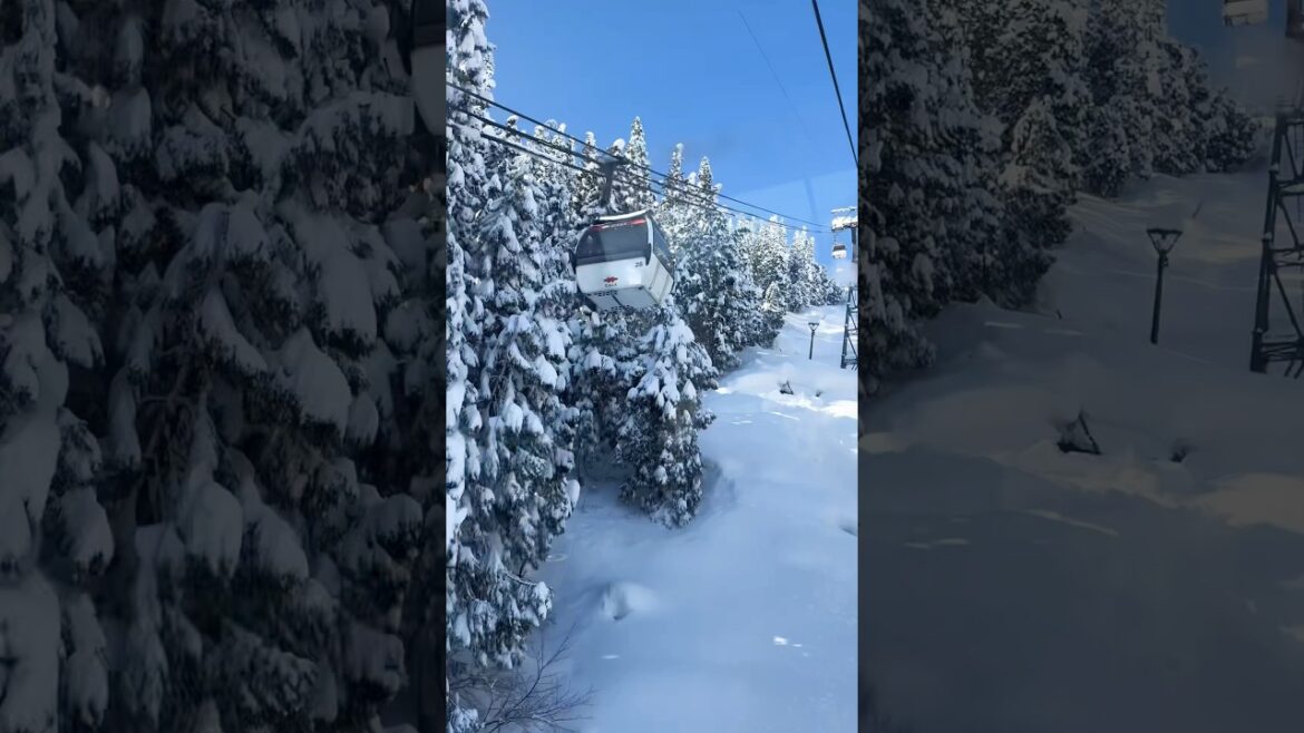 HERE'S YOUR SIGN TO GO SNOWBOARDING IN JAPAN #japan #tokyo #snowboarding #snow #galayuzawa #shorts